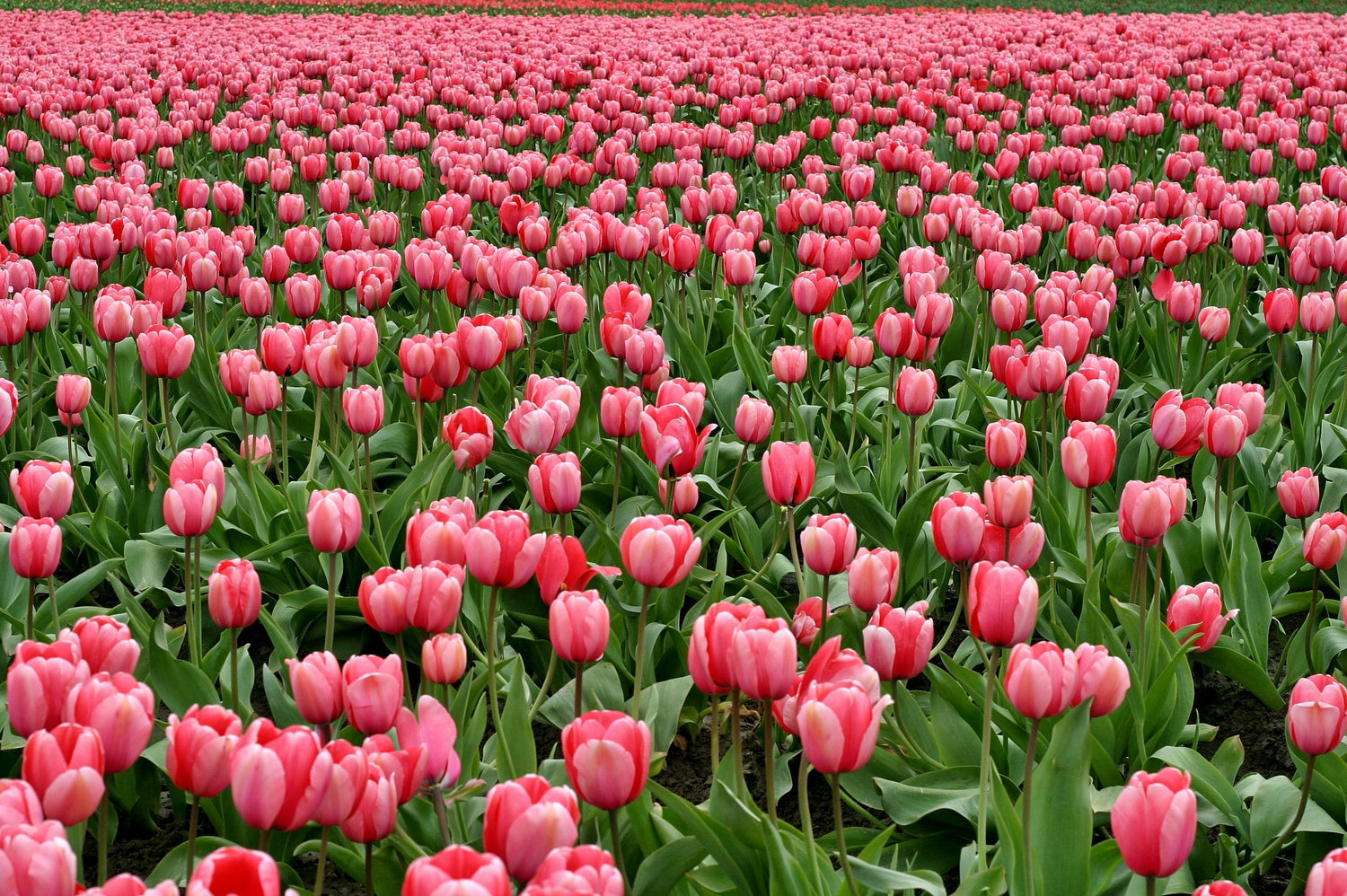 Spring Collection
