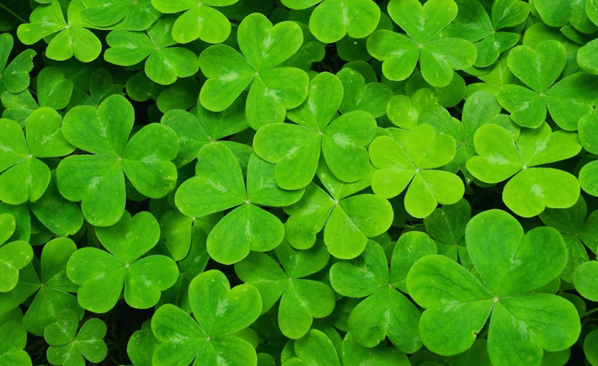 Saint Patrick's Day